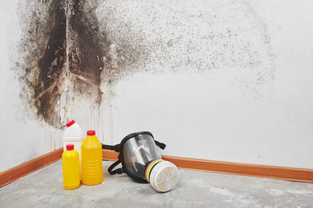  Vallejo, CA Mold Removal Pros