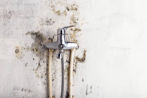 Best Mold Removal Company Near Me  in Vallejo, CA