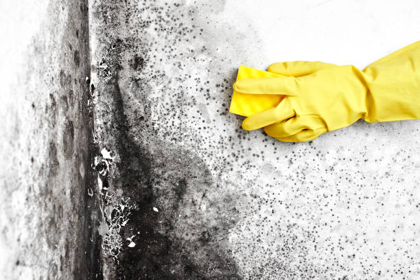 Best Fast Mold Removal  in Vallejo, CA
