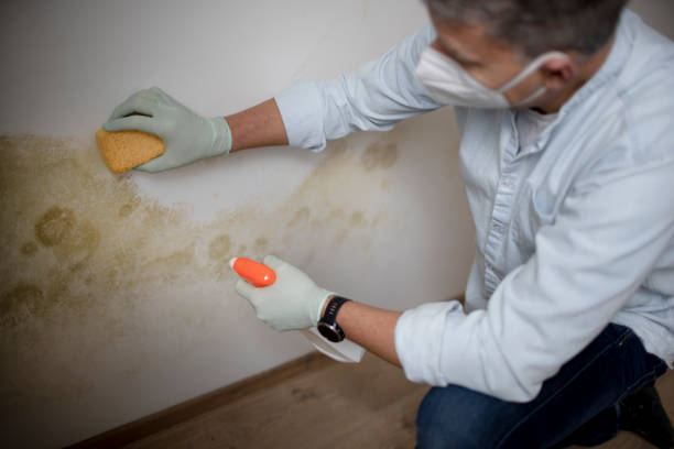 Mold Removal and Inspection in Vallejo, CA
