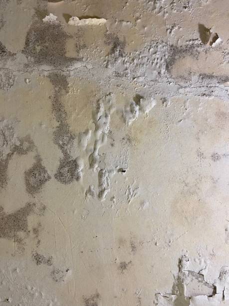 Best Fast Mold Removal  in Vallejo, CA