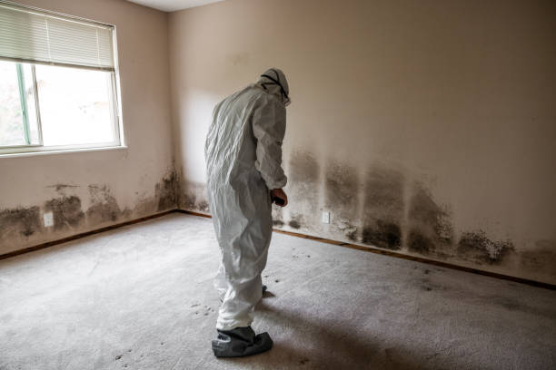 Best Attic Mold Removal  in Vallejo, CA