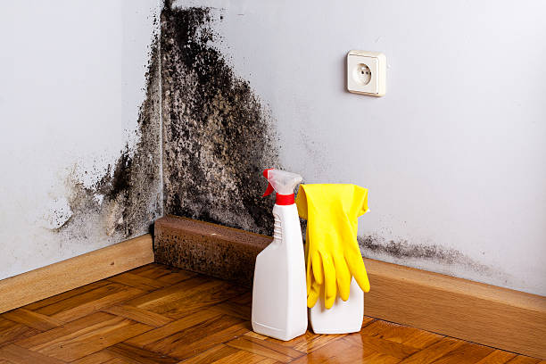 Vallejo, CA Mold Removal Company