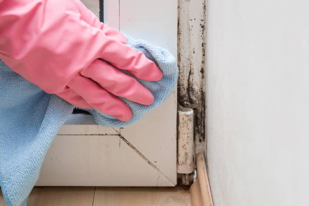 Best Attic Mold Removal  in Vallejo, CA